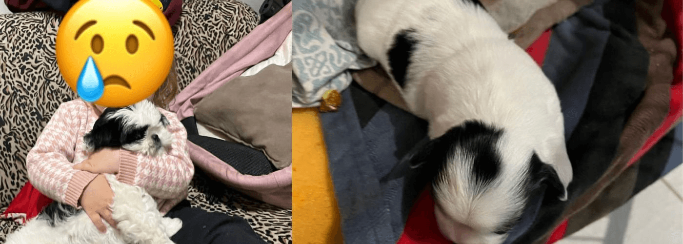 Família procura por cachorro roubado no Neves
