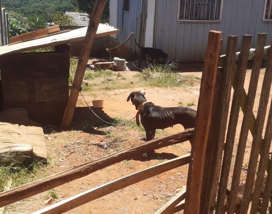 Denúncia: animais sofrem maus tratos em bairro de PG