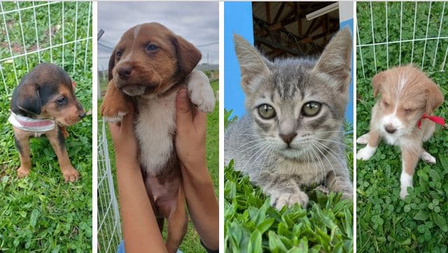 Lago de Olarias recebe Feira de Adoção de animais