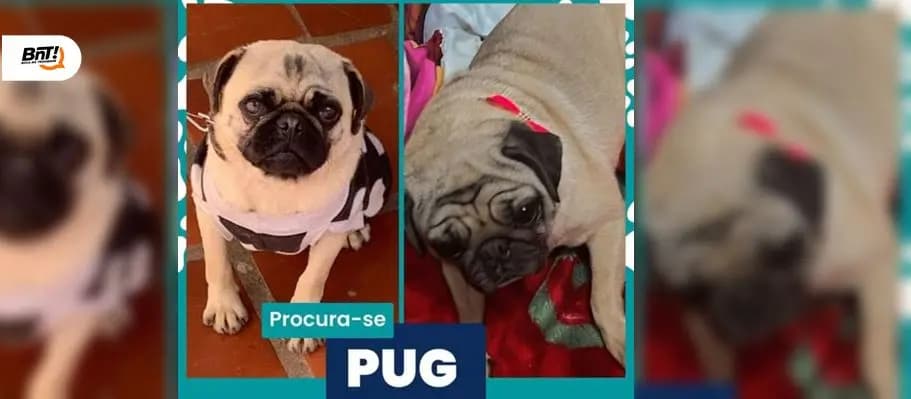Jovem oferece recompensa de R$2.500 por informação sobre cães desaparecidos