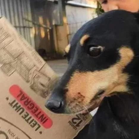 Família procura por cão que fugiu na virada do ano