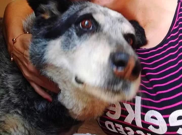 Casal procura por cachorro idoso que fugiu no réveillon em PG