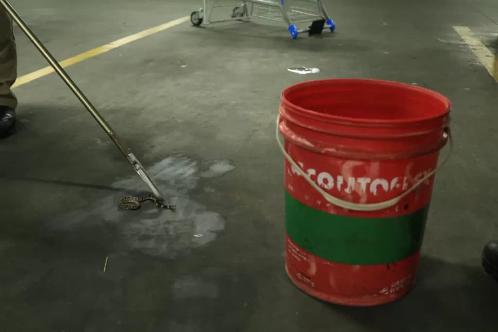 Cobra é encontrada no estacionamento de mercado em PG