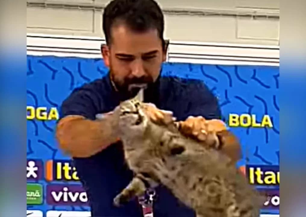 Acusado de maltratar gato em coletiva na Copa, diretor da CBF é demitido