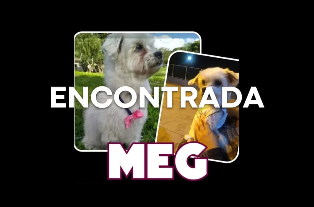 Cadelinha que foi roubada na PR-151 é devolvida aos donos. Veja vídeo