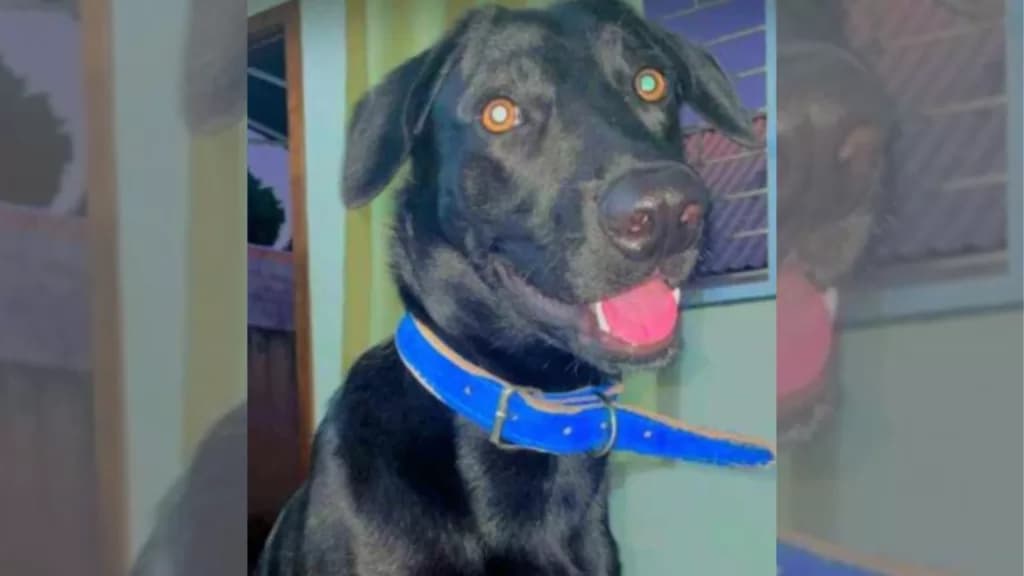 Família procura por ‘Bolt’: perdido no Uvaranas