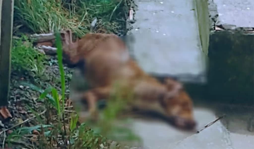 Cachorro morre vítima de possíveis maus tratos em bairro de PG