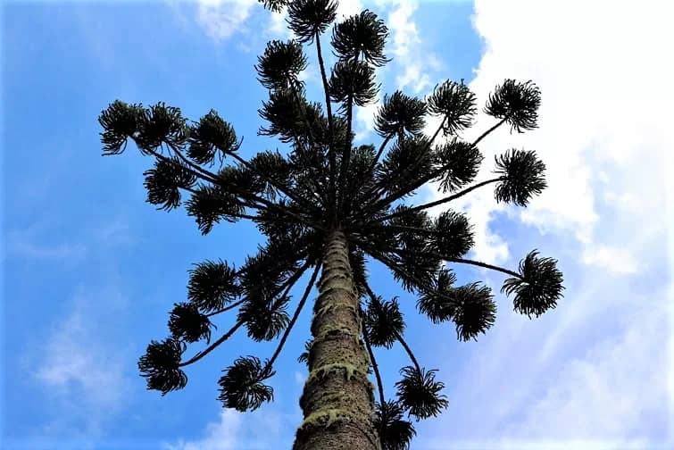 Paraná distribui quase 130 mil araucárias de graça para serem plantadas