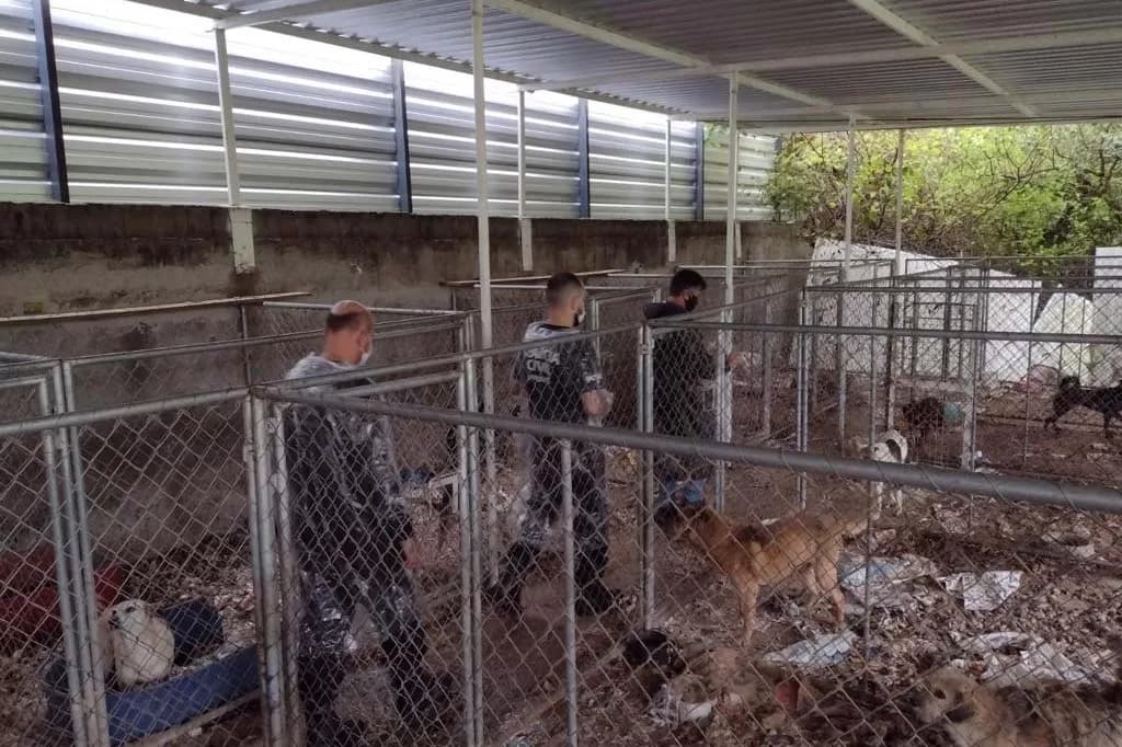 PCPR salva 300 cães na maior ação de resgate animal da história do Paraná