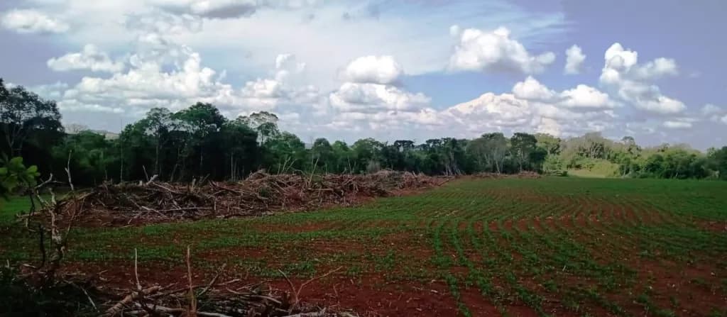 Denúncia  leva a polícia a localizar focos de desmatamento nos Campos Gerais