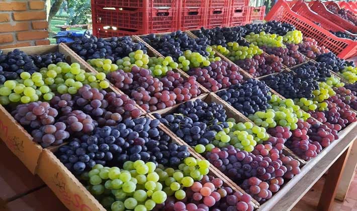 Realizada juntamente com Feira Gastronômica, 40° Festa da Uva inicia hoje (20) em PG