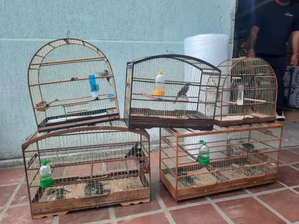 <strong>Polícia Ambiental encontra cativeiro e apreende pássaros em São José dos Pinhais</strong>