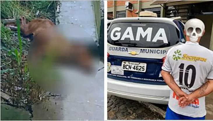 Tutor de cachorro que morreu vítimas de maus tratos é detido pela GM