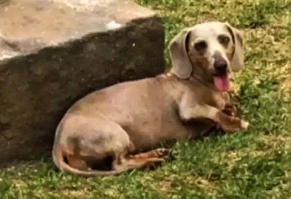 Família de PG oferece recompensa para quem encontrar cachorrinha desaparecida