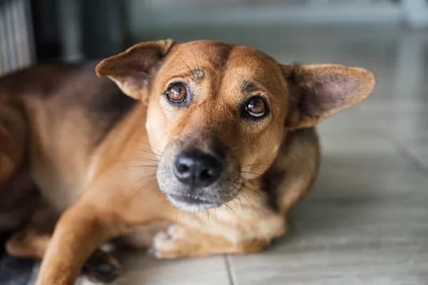 Mortandade de cães no canil da Prefeitura de PG causa preocupação e revolta