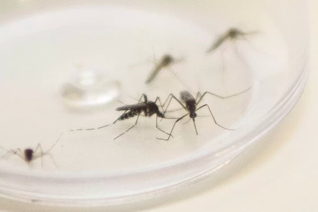 <strong>Com surto no Paraguai, Saúde do Paraná emite alerta de chikungunya</strong>