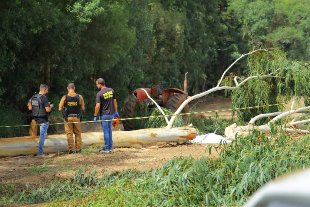 Mulher morre esmagada por eucalipto na Colônia Trindade em PG