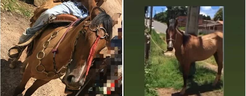 Furto de cavalo: Criança fica doente e família pede ajuda para localizar o animal