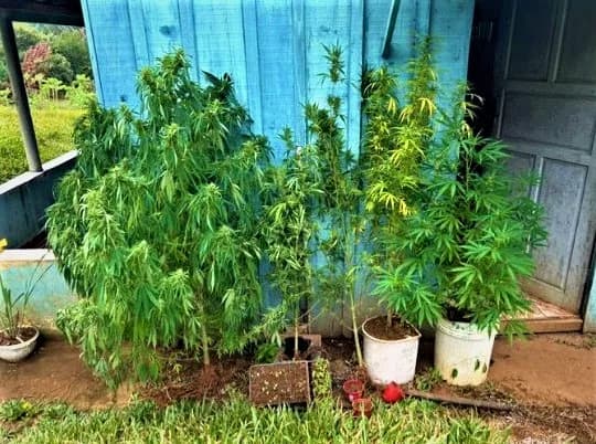 Polícia prende homem que plantava e embalava maconha na própria casa em Piraí do Sul