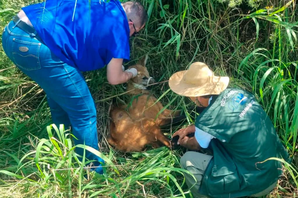 Lobo-guará é resgatado após ser atropelado em rodovia da região