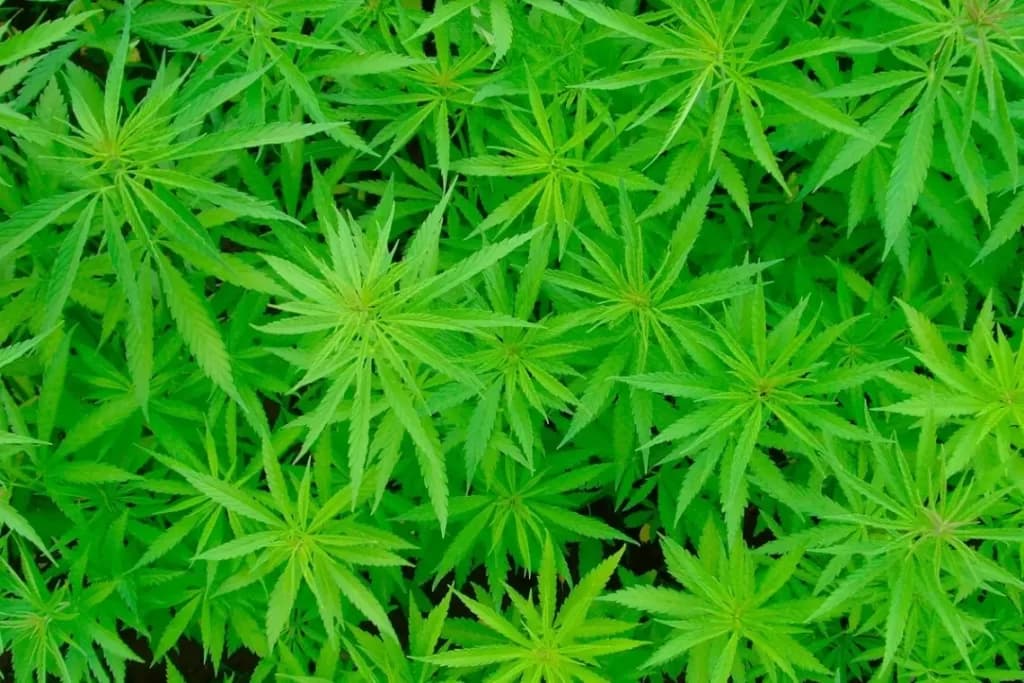 Juiz autoriza paciente a plantar maconha em casa para uso medicinal