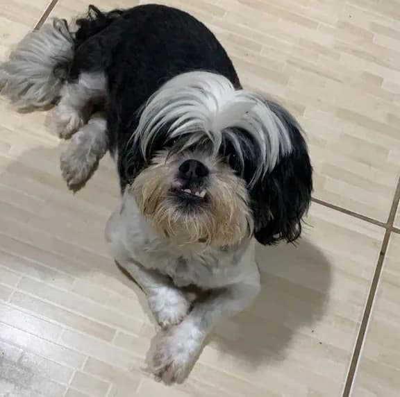 Família pede ajuda para encontrar cachorra em PG