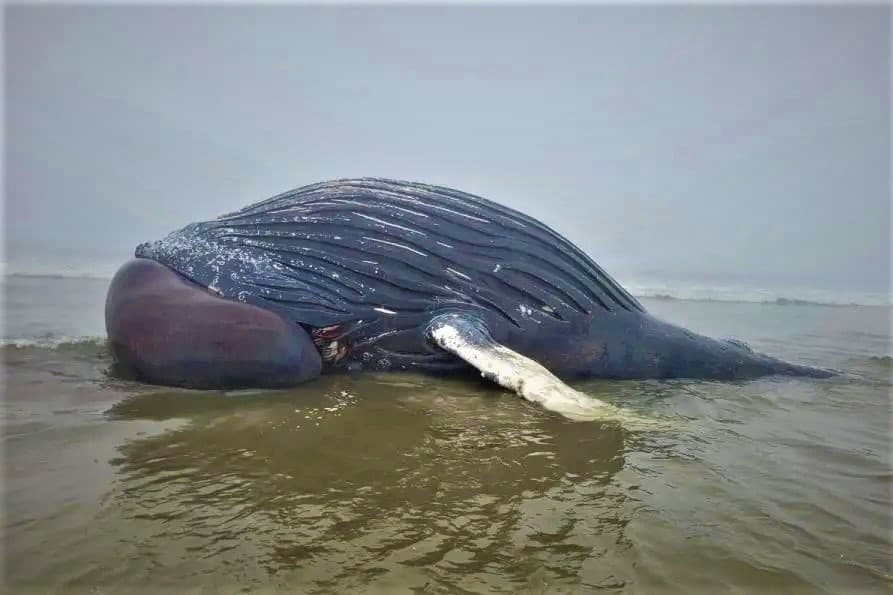 Baleia é encontrada encalhada em cidade do litoral paranaense
