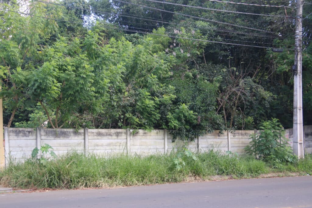 Prefeitura notifica 92 proprietários por falta de limpeza de terrenos