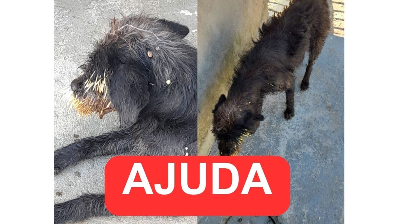 Cachorro é ferido por porco-espinho em PG e moradora busca atendimento urgente