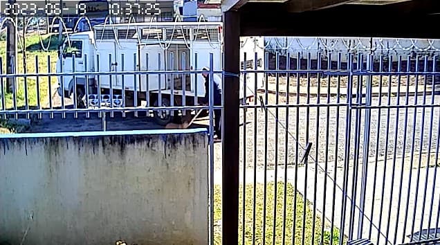 Morador denuncia abandono de cachorros de rua pelo CRAR de Ponta Grossa