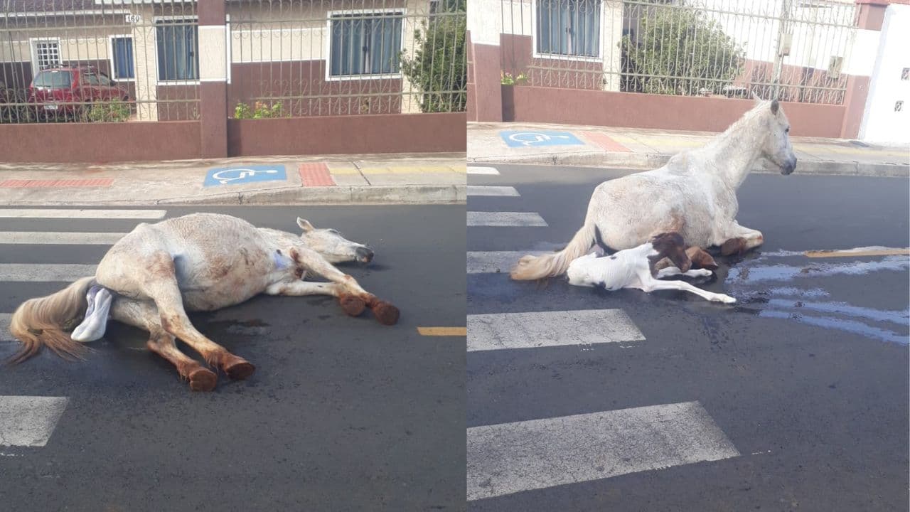 Égua dá à luz no meio da rua em Ponta Grossa e preocupa moradores