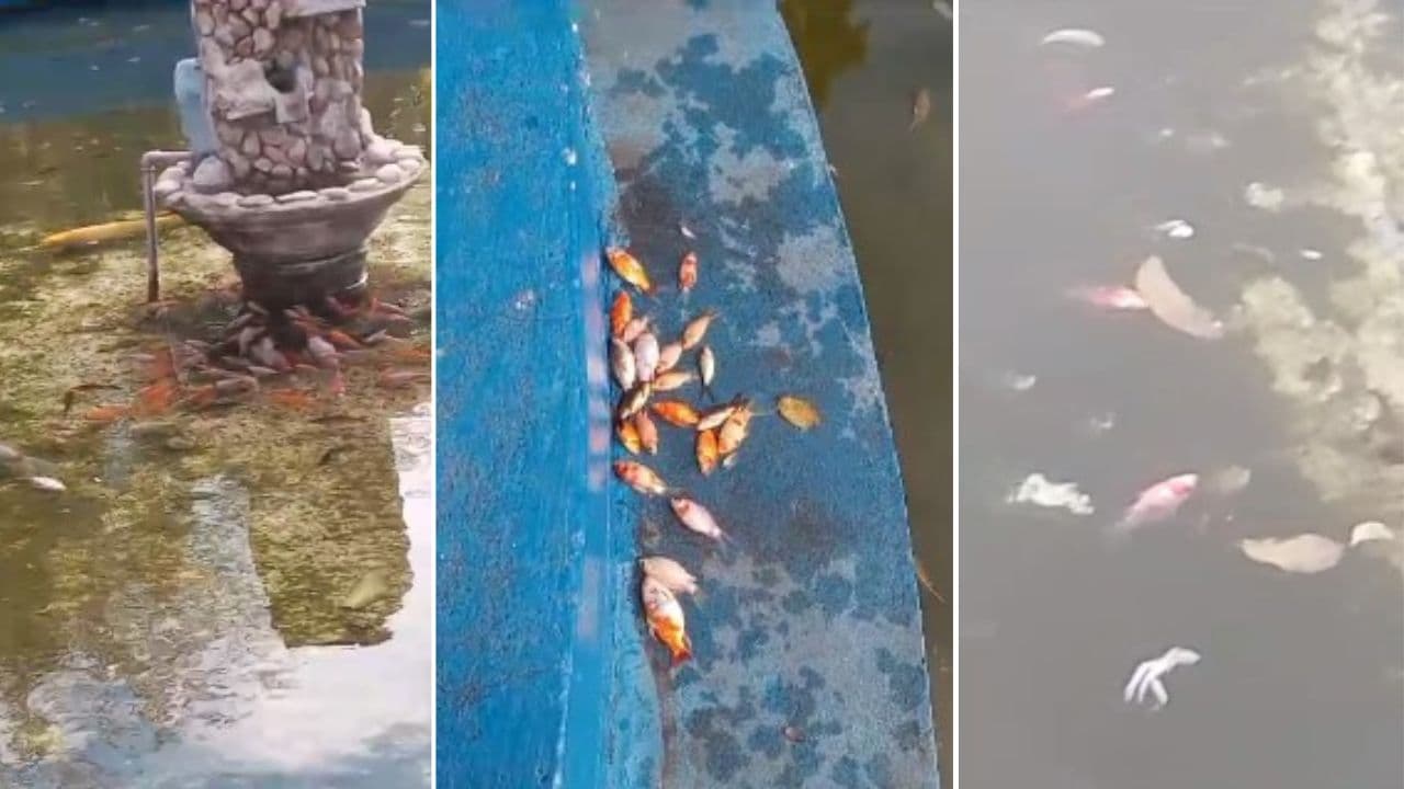 Secretário de Meio Ambiente investiga morte de peixes em fonte de PG