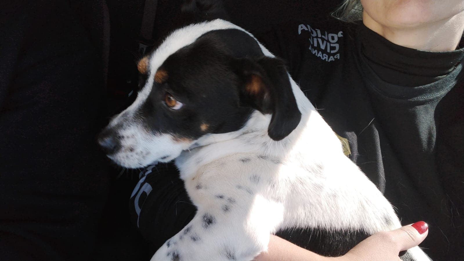 Morador é preso após flagrante de maus tratos a cachorro em PG