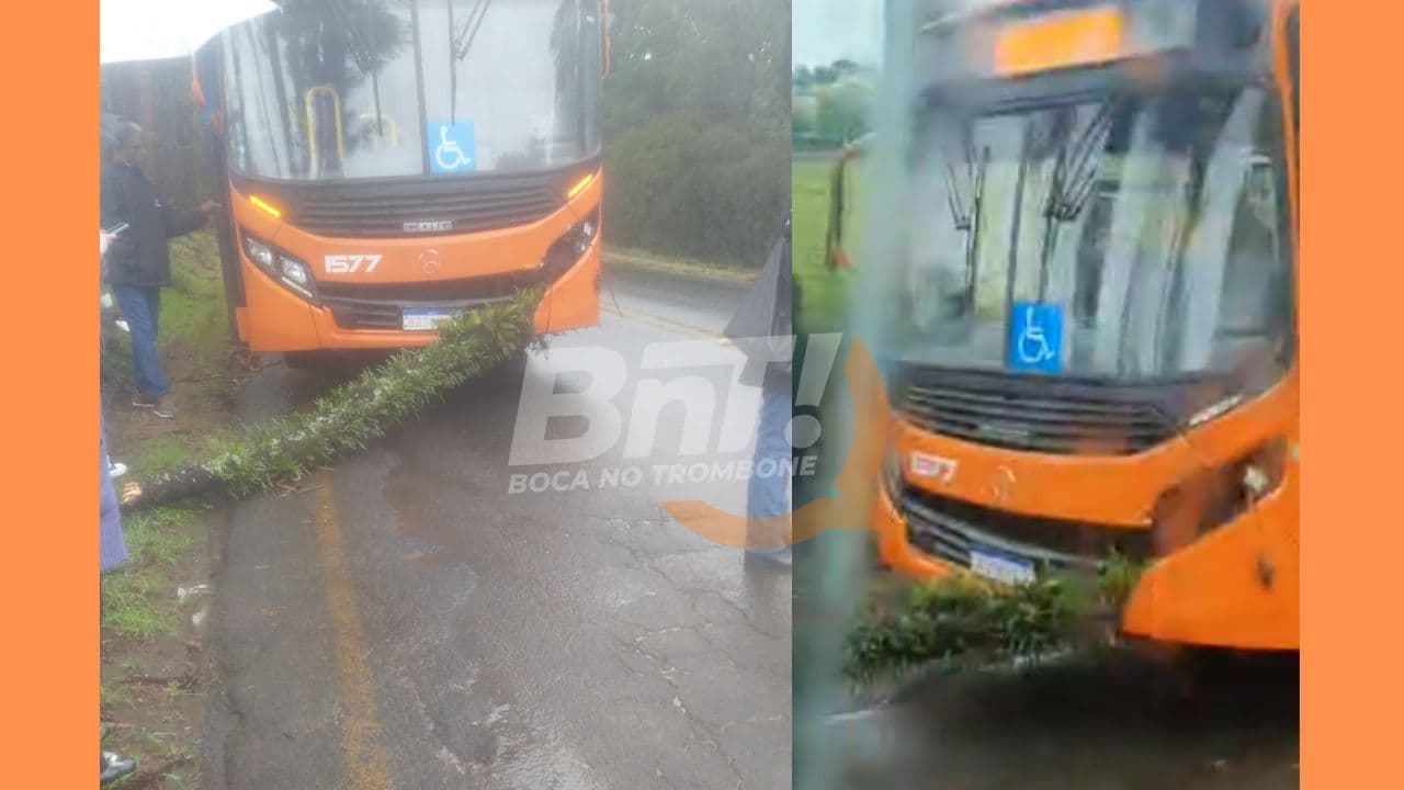 Galho cai de árvore e atinge ônibus em bairro de PG