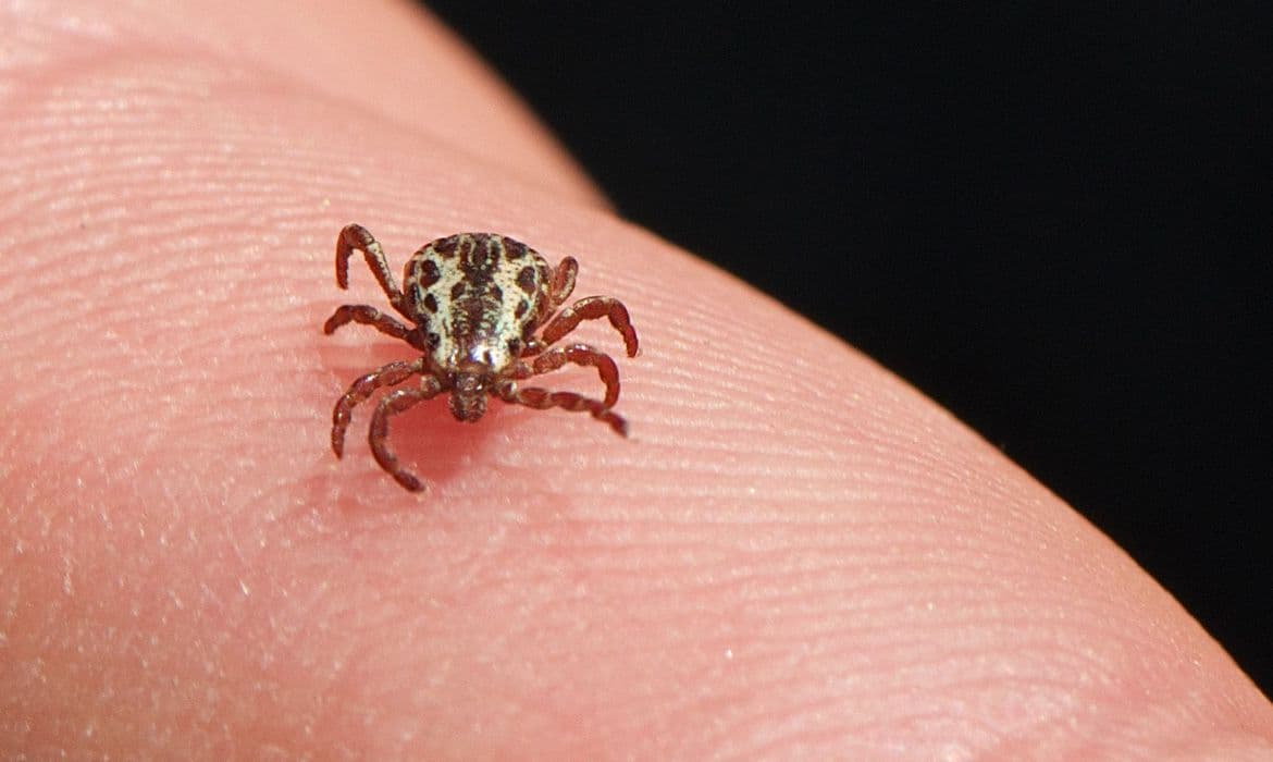 Brasil registra cinquenta casos de febre maculosa e 6 mortes pela doença