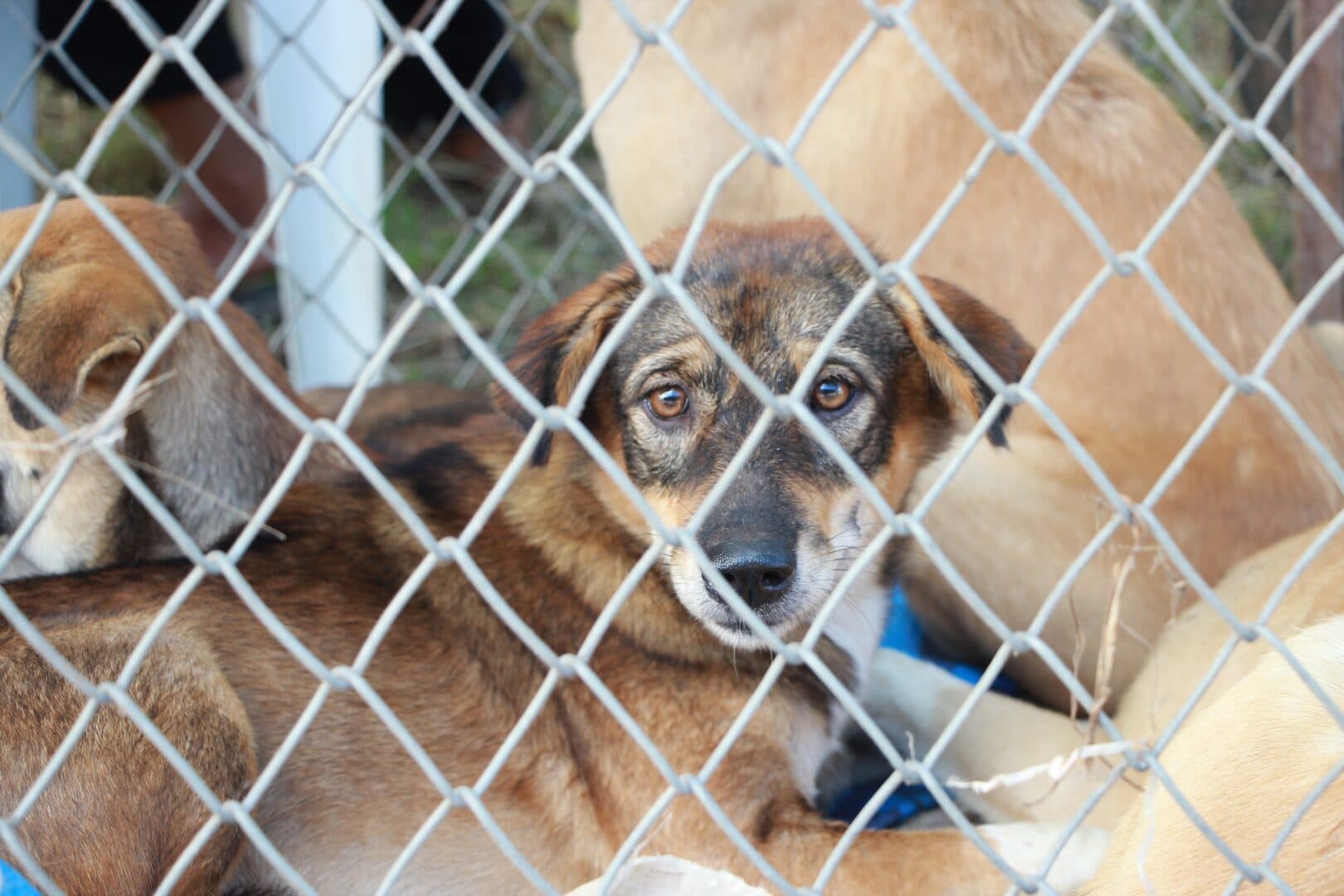 Semana “Protege Pet” é instituída em PG para promover a proteção e o bem-estar dos animais