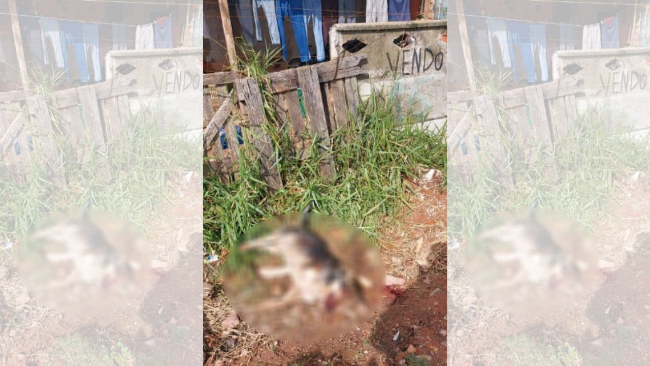 Cachorro morre eletrocutado por cerca elétrica de vizinho em PG