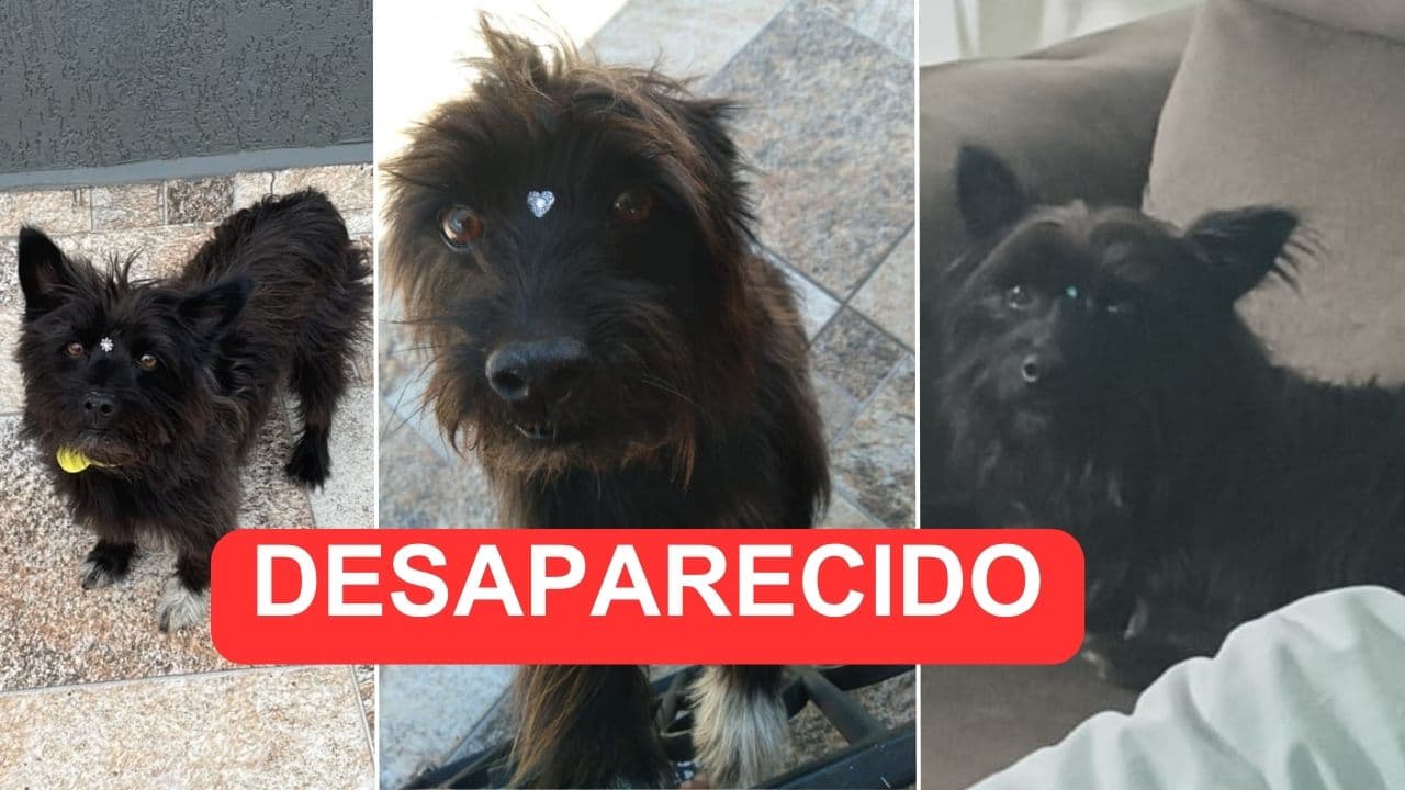 Cão desaparece no Núcleo Pimentel e família pede ajuda para encontrar