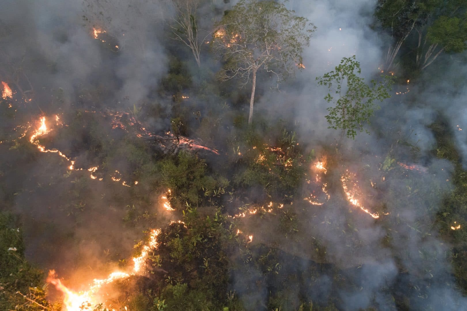 Queimadas em área de vegetação no Brasil cresce cerca de 250% em relação a janeiro de 2023