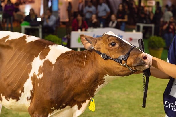Sustentabilidade é um dos principais temas da Expofrísia 2024