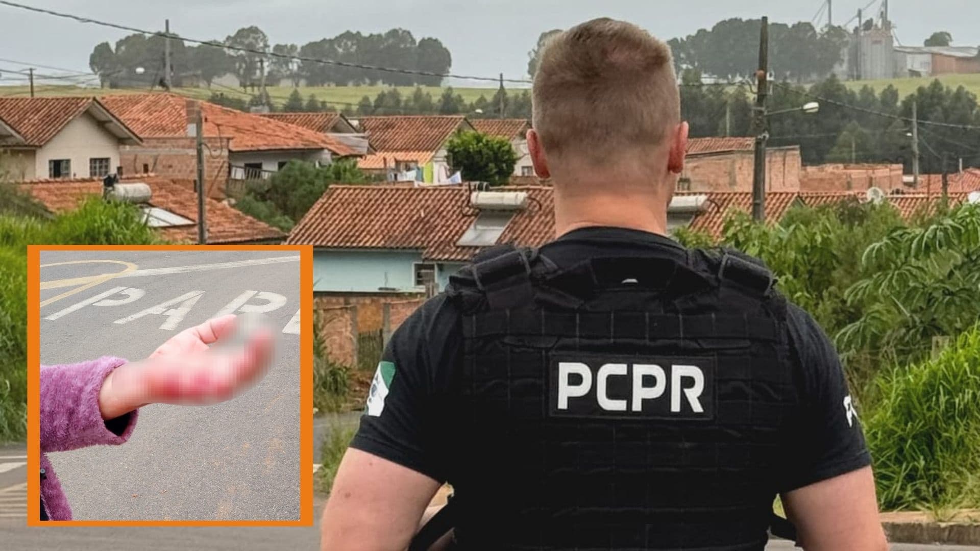 Dona de cães que atacaram uma mulher em Castro vai responder por omissão de cautela e lesão corporal