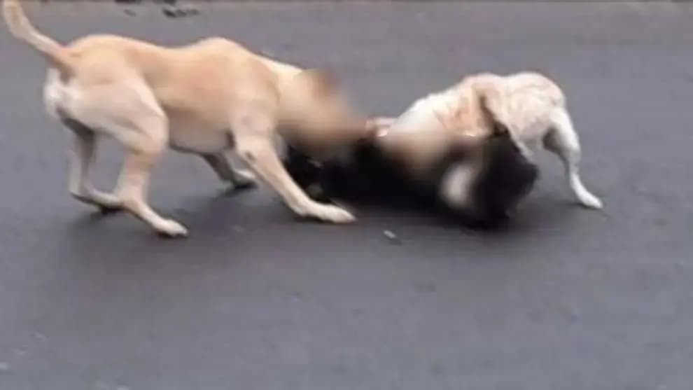 Câmara aprova projeto que multa tutores de cães soltos que ataquem pessoas e animais em PG