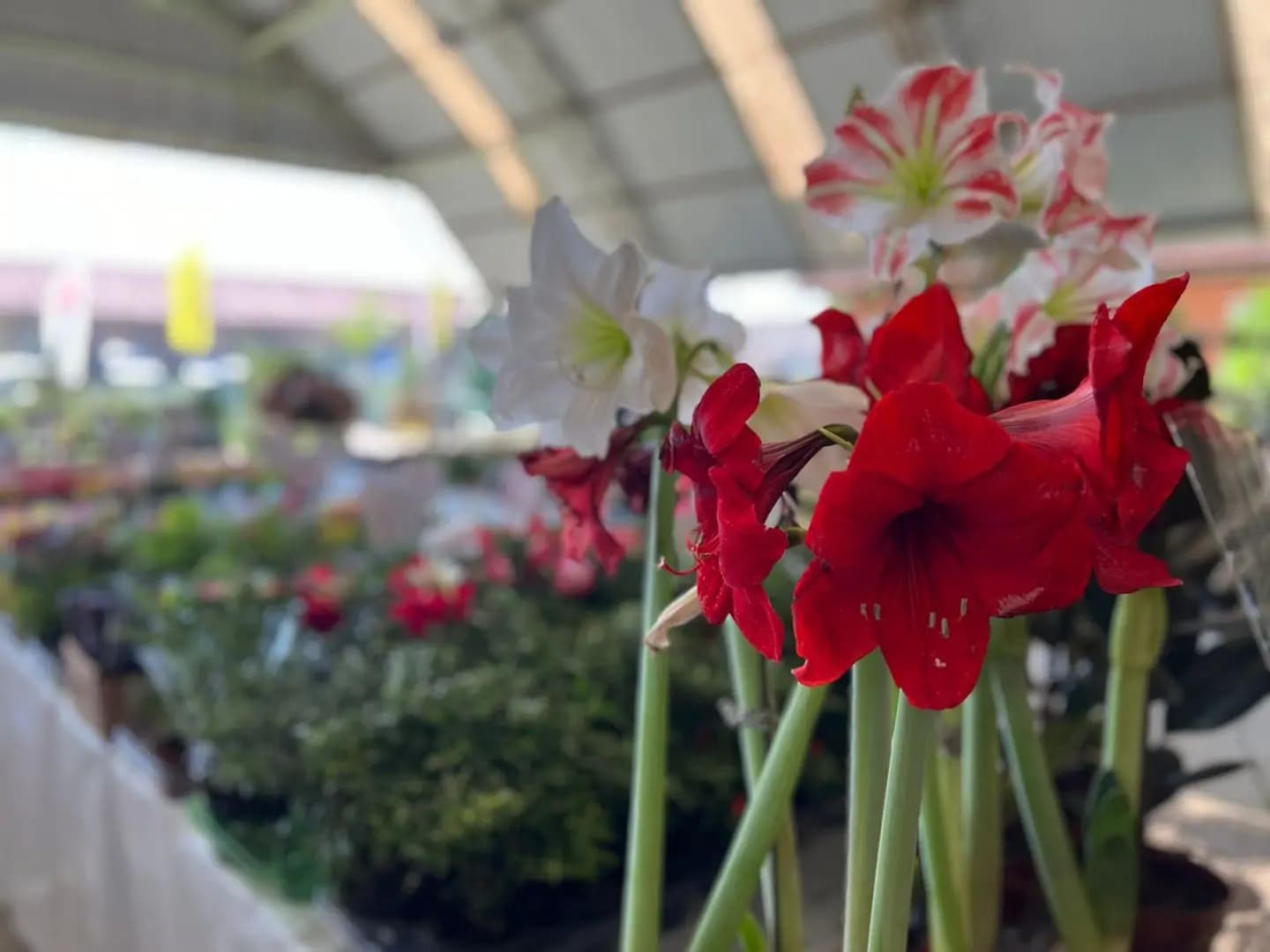 ExpoFlor em Carambeí com mais de 600 espécies de plantas acontece até domingo (26)