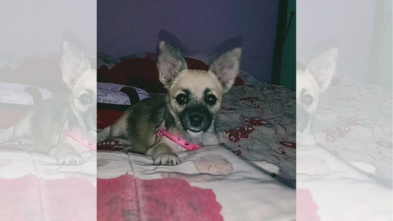 Família pede ajuda para encontrar cachorrinha Kiara desaparecida no Tarobá