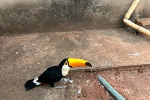aves_2_iat_umuarama