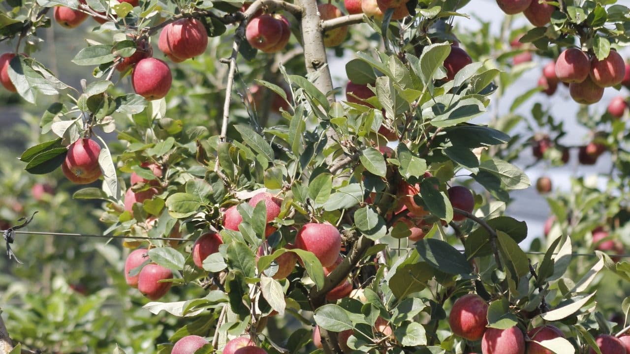 Fraiburgo abre colheita da maçã 2025 e reforça título de “Terra da Maçã”