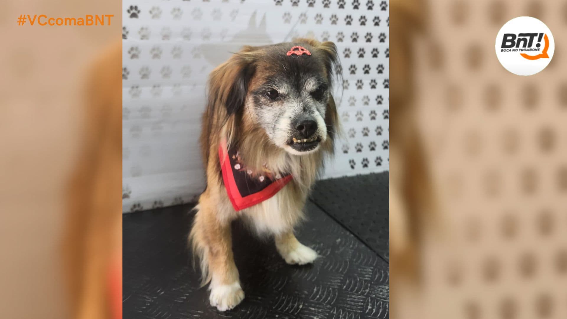 MODELO encontrada cão