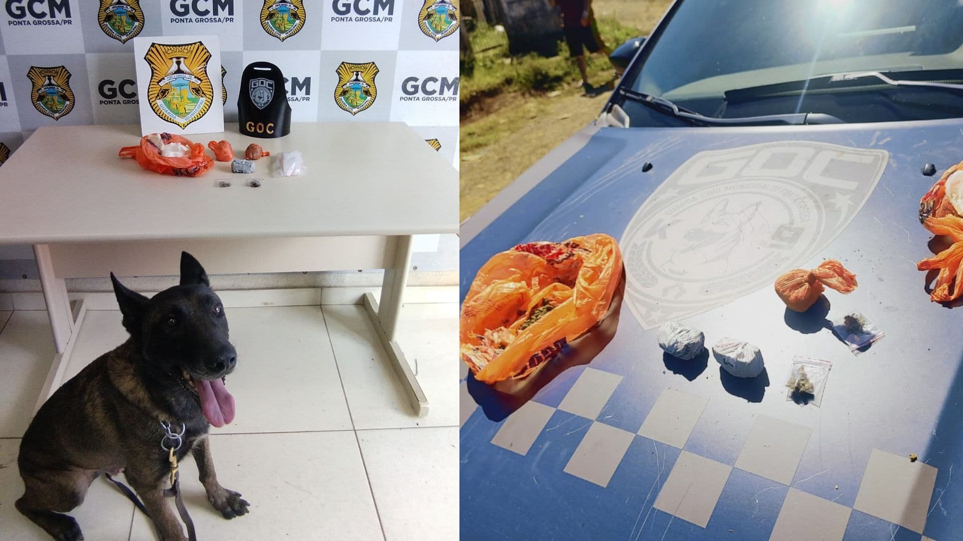 Cão farejador da GM encontra mochila com drogas em bairro de Ponta Grossa