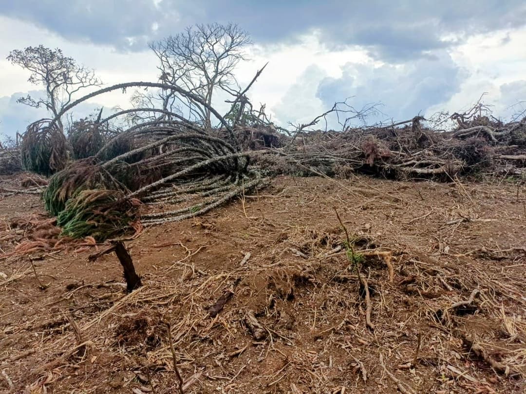 Proprietário utilizou maquinário pesado para suprimir vegetação nativa em área que abrigava espécies ameaçadas de extinção