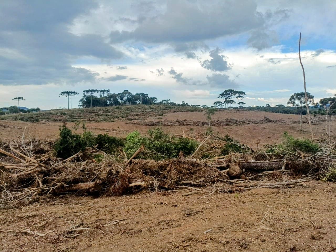 Proprietário utilizou maquinário pesado para suprimir vegetação nativa em área que abrigava espécies ameaçadas de extinção